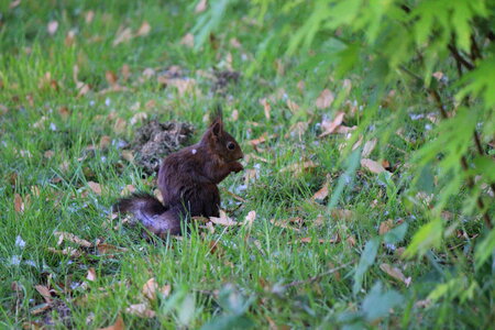 Puce squirrel
