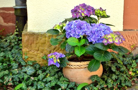 Beautiful Flowers flower flower garden