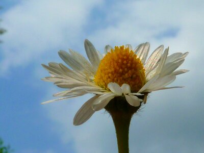 Flower close up spring