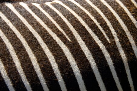 Stripes animal pattern photo