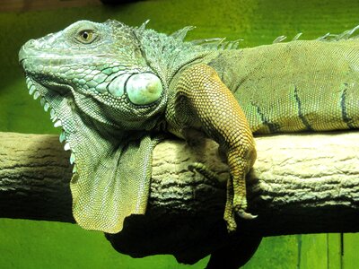 Lizard reptile green