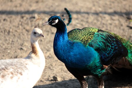 Peacock together couple