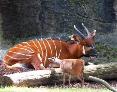 Africa zoo concerns