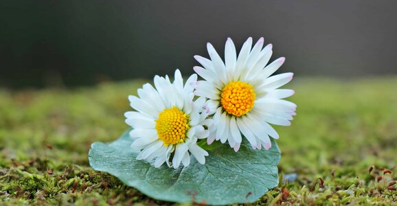 Beautiful beautiful flowers biology