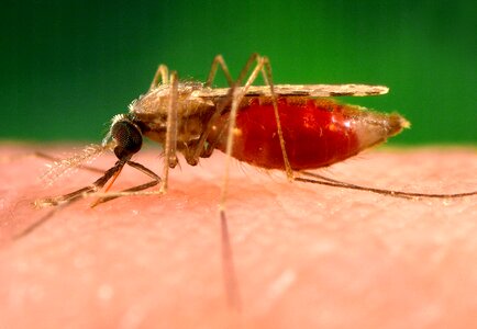 Carrier malaria minimus photo