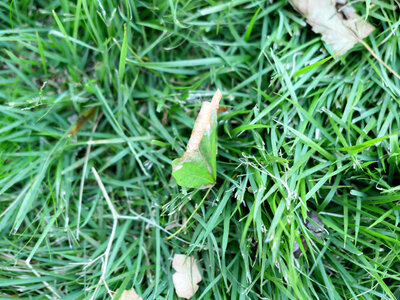 Leaf on Grass photo