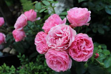 Beautiful Flowers beautiful photo biology