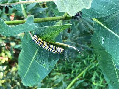 Monarch caterpillar on milkweed photo
