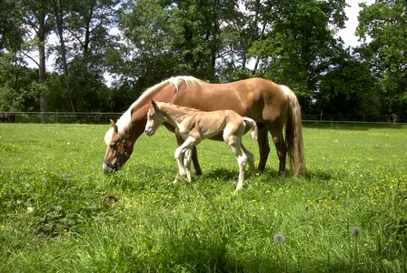 Horses pasture animal photo