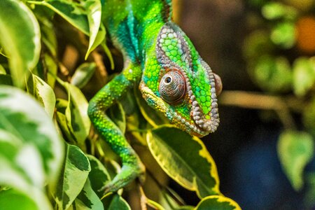 Reptile animal reptilia