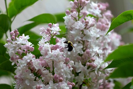 Beautiful beautiful flowers blooming photo