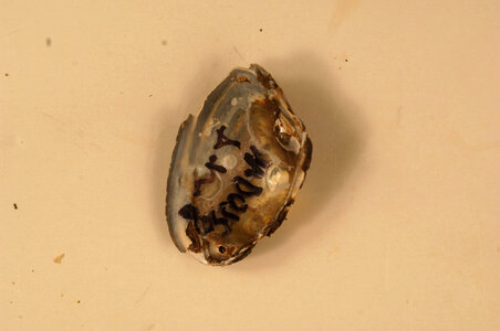 Alasmidonta heterodon (inside)