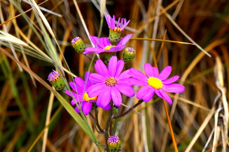 Nature plant purple daisy