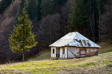 Abandoned Cabin in the Woods photo