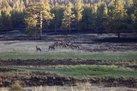 Prescribed burn area with Elk feeding photo