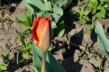 Petal plant flora