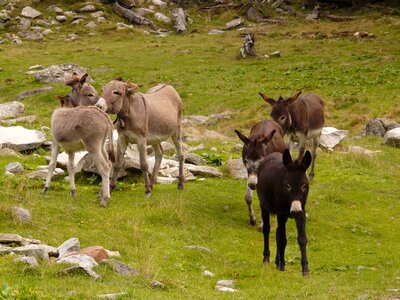 Animals flock group