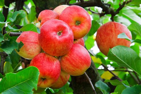 Bunch crop food photo