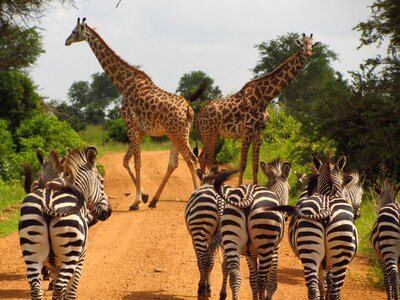 National park animal photo