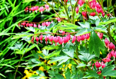 Beautiful Flowers blooming blossom