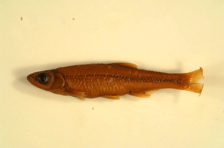 Notropis amoenus