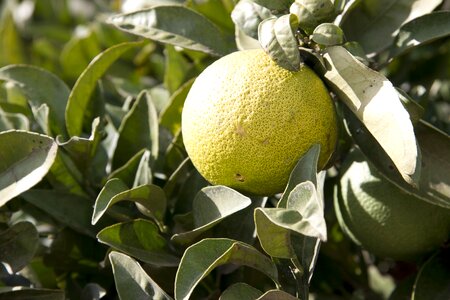 Lemon tree fruit sour