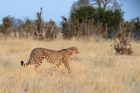 Cheetah botswana chobe photo