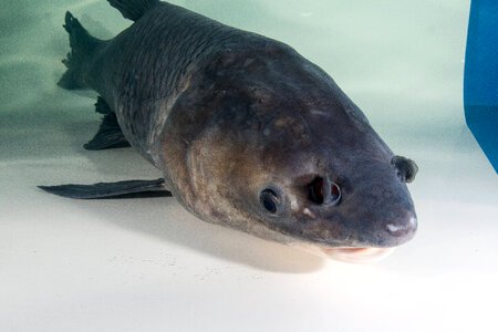 Black Carp adult-2 photo