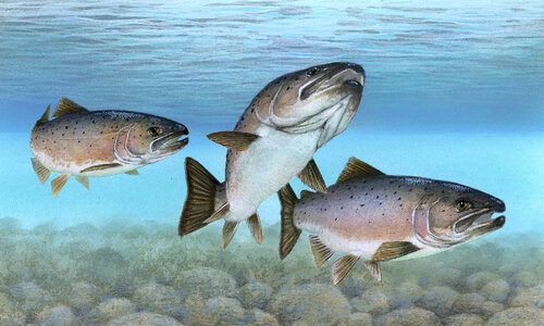 Atlantic Salmon in a Group -- Salmo salar photo