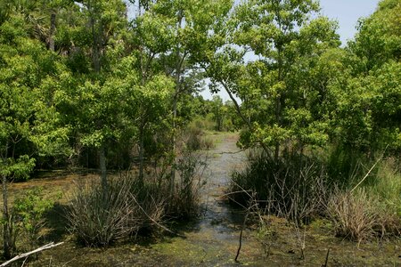 Environment marsh plant