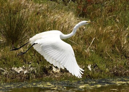 Animal avian beak photo