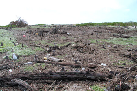 Albatross with Tsunami debris on Eastern Island photo