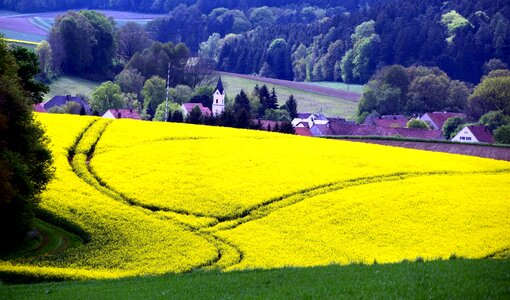 Agriculture beautiful flowers blooming photo