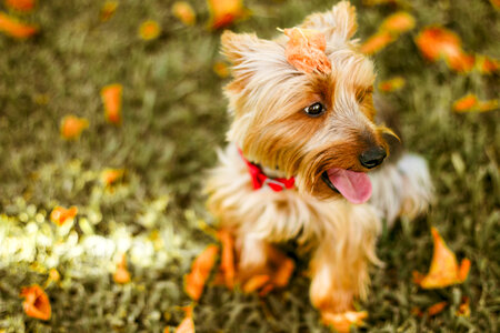 Yorkshire Terrier Doggy Pet photo