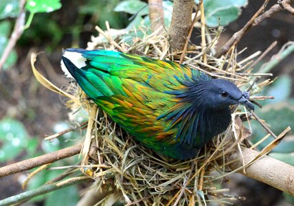 Nest exotic wildlife photo