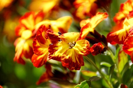 Bloom plant nature