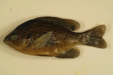 Lepomis macrochirus-2