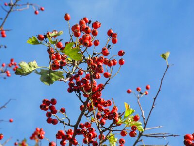 Sky berry clear