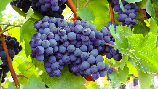 Vine wine fruit photo