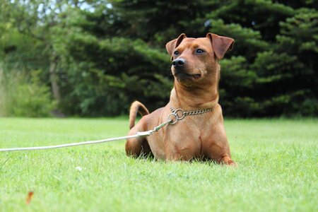 Miniature pinscher obedience nature photo