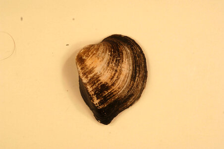 Truncilla truncata (outside)-1