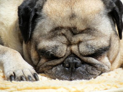 Pug dog pet