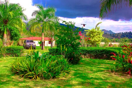 Landscape trees green