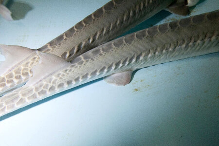 Pallid sturgeon-1