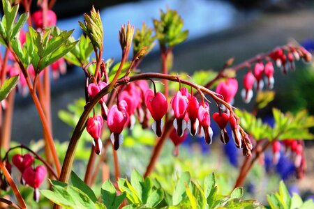 Ornamental plant flower bloom