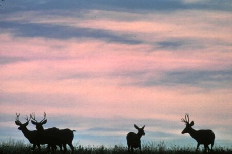 deer on crest of hill photo