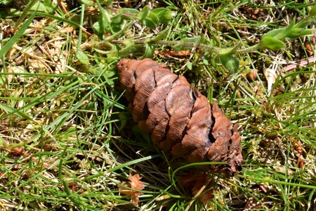 Branch brown conifer