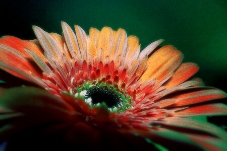 Plant nature macro