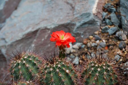 Desert flower spiky thorns