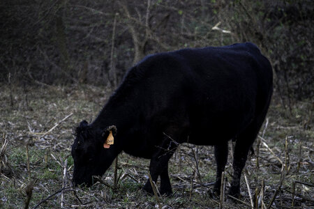 Cow feeding near the Park photo